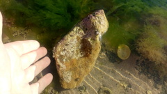Spurilla neapolitana