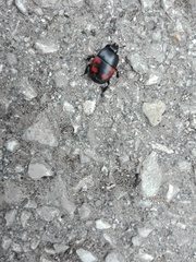 Hister quadrimaculatus