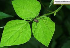 Homolophus