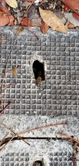 Apis mellifera