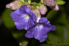 Strobilanthes callosa