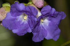 Strobilanthes callosa
