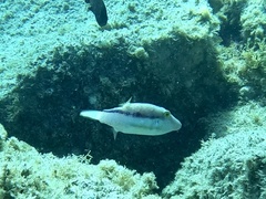 Canthigaster capistrata