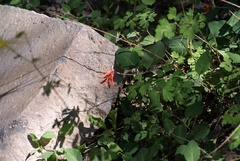 Lonicera arizonica