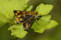 Taractrocera ceramas