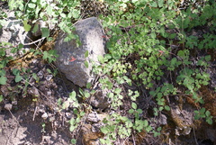 Lonicera arizonica