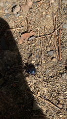 Trypocopris vernalis