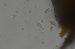 Protopannaria pezizoides