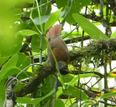 Anabacerthia variegaticeps