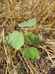 Abutilon theophrasti