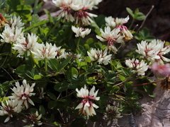 Trifolium pallescens