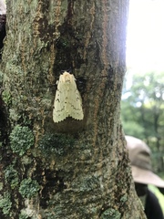 Lymantria dispar