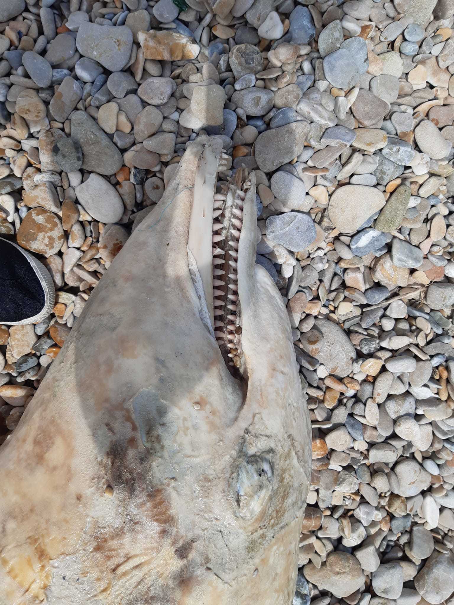Tursiops truncatus<br>14 July, 2020