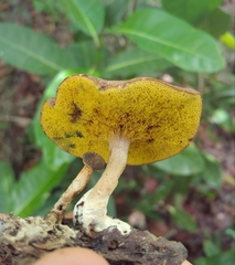 Xerocomus coccolobae