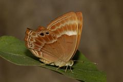 Abisara