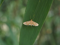 Eoophyla gibbosalis