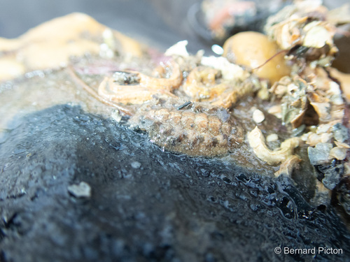 Acanthochitona discrepans