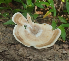 Microporellus obovatus
