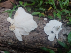 Microporellus obovatus