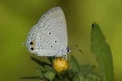 Euchrysops cnejus cnejus