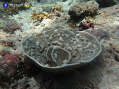 Phyllospongia