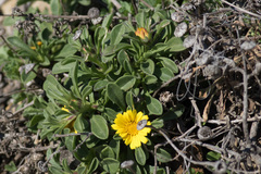 Pallenis maritima
