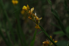 Genista sagittalis