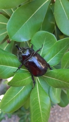 Oryctes nasicornis