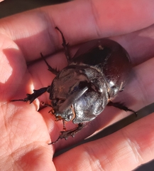 Oryctes nasicornis