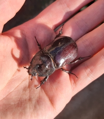 Oryctes nasicornis