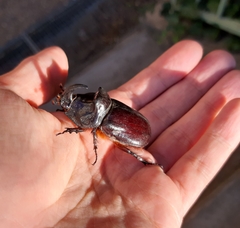 Oryctes nasicornis