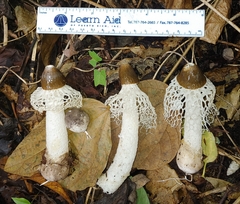 Phallus merulinus