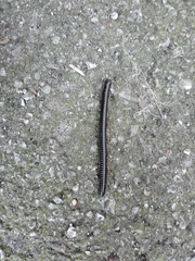 Pachyiulus oenologus