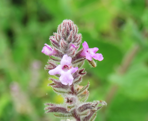 Sweet Stem