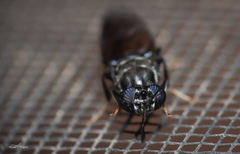 Hermetia illucens