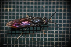 Hermetia illucens