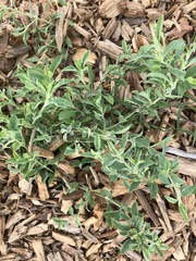 Dyschoriste crenulata