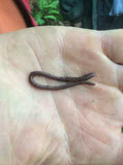 Lumbricus rubellus