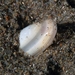 Wedge Clam - Photo (c) GF, some rights reserved (CC BY-NC), uploaded by GF