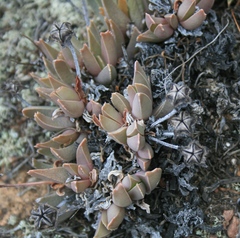 Acrodon bellidiflorus