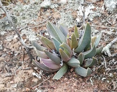 Acrodon bellidiflorus