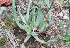 Acrodon bellidiflorus