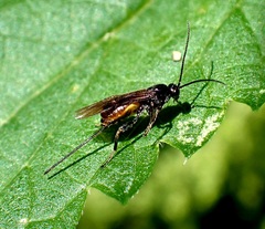 Rhyssella approximator