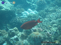 Heteropriacanthus