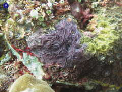 Chalinula nematifera