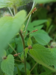 Acalypha alopecuroidea