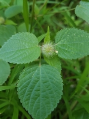 Acalypha alopecuroidea