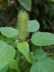 Acalypha alopecuroidea