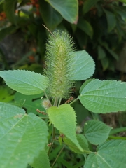 Acalypha alopecuroidea