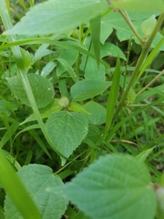 Acalypha alopecuroidea